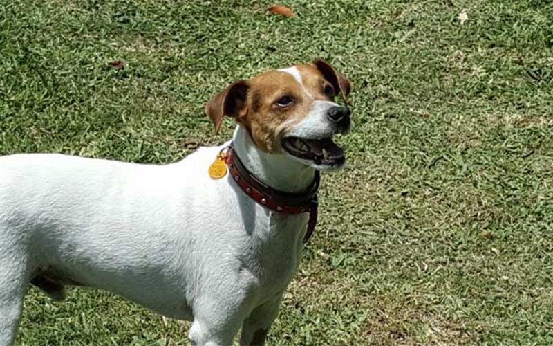 Veterinarios gaditanos instan a “no bajar la guardia” ante la rabia