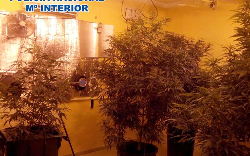 Desmantelada una plantación de marihuana en el interior de una vivienda ocupada en el Camino Viejo de Rota