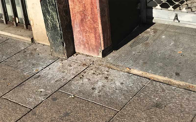 Proponen la utilización de aves rapaces para “disminuir” el número de palomas en San Fernando