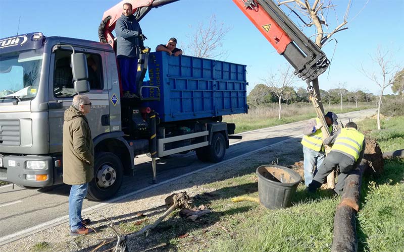 Un centenar de árboles para “recuperar paisajísticamente” el entorno del polígono de Pelagatos