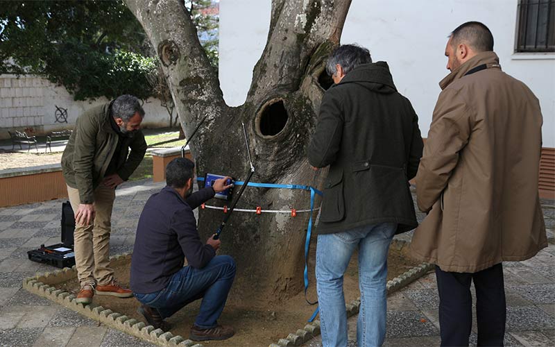 Medio Ambiente examina la salud de árboles singulares del centro