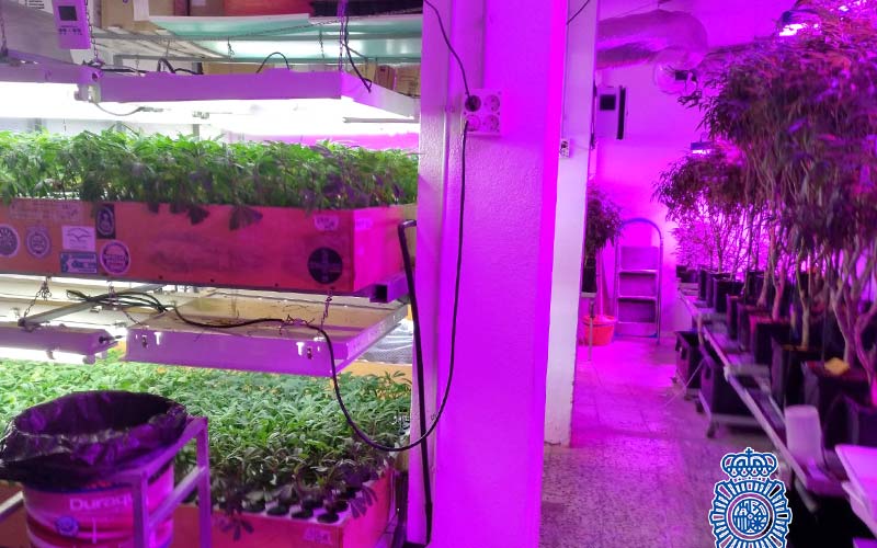 Desmanteladas en Jerez cuatro naves industriales acondicionadas como modernas plantaciones de marihuana