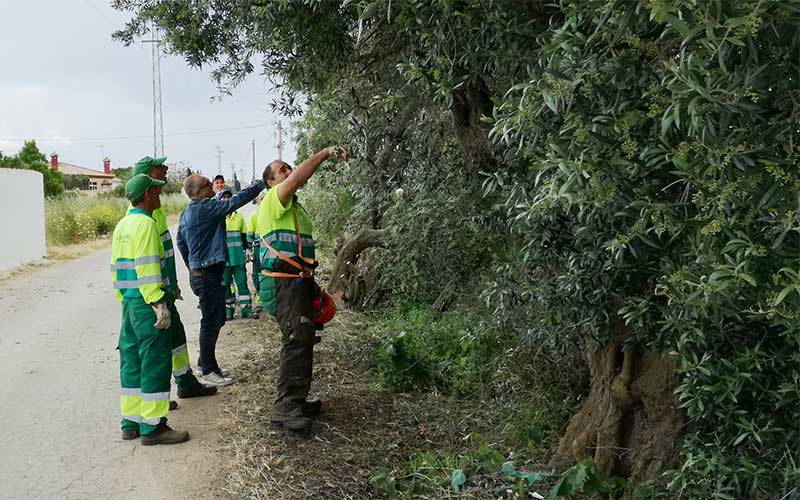 Nueva limpieza extra de caminos, cunetas y arcenes del extrarradio chiclanero tras las lluvias