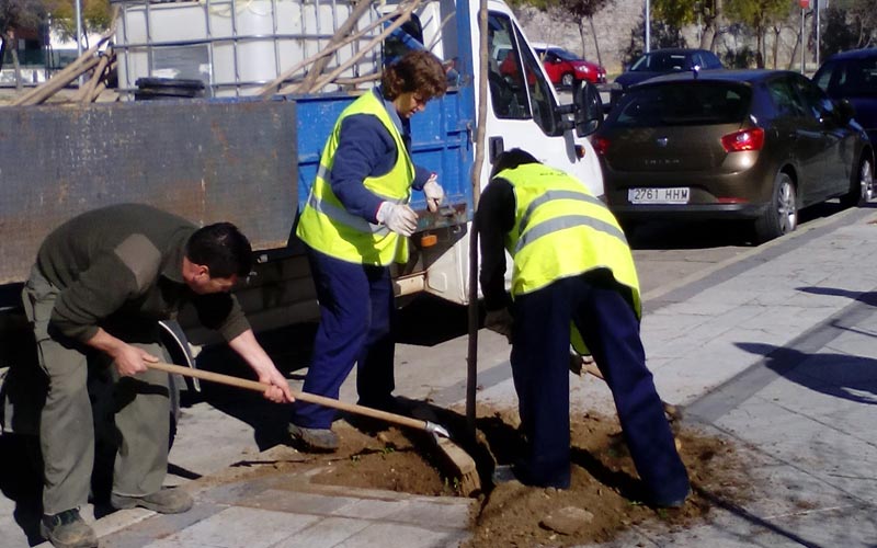 El Consistorio jerezano, a menos de 500 árboles de cumplir su promesa de plantar 3.000 nuevos ejemplares en cuatro años
