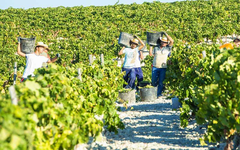 El Marco de Jerez se prepara para una vendimia tardía, marcada por las lluvias de la primavera y un verano inusualmente suave