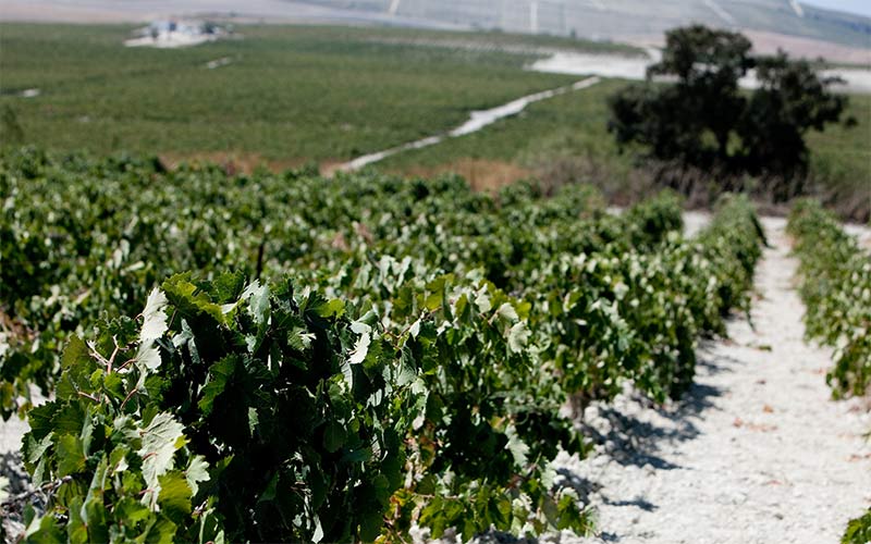 La vendimia tardía en el Marco de Jerez ce cierra con más de 81 millones de kilos de uva y una alta calidad, pese al “tiempo inusual”