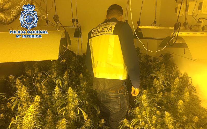 Desmanteladas plantaciones ‘indoor’ de marihuana en dos pisos ocupados ilegalmente en Jerez