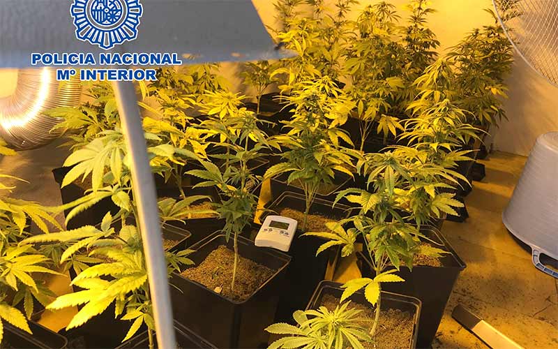 Desmantelada una plantación de marihuana en una casa de La Casería