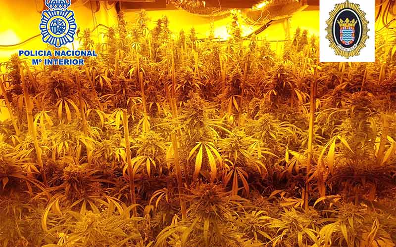 Desmantelada en una casa de la zona rural jerezana una plantación de marihuana custodiada por un hombre con una escopeta