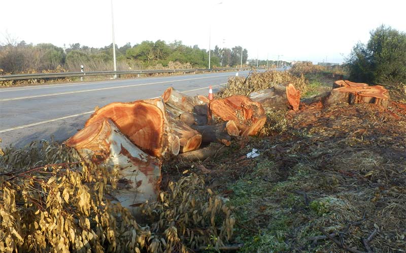 Lamentan un nuevo “arboricidio” en Chiclana