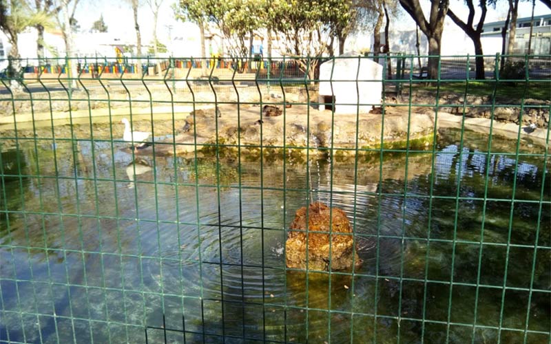 Exigen un “cuidado mensual” de los patos del parque