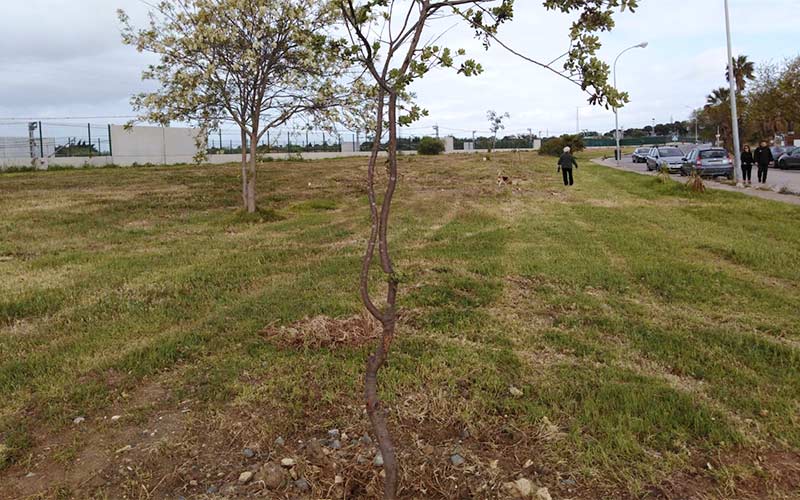 Los jardines de la calle Tierra vuelven a recuperar el verde