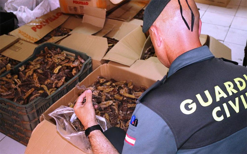 Un restaurante de comida china de Cádiz almacenaba para su comercialización ilegal caballitos de mar y 340 kilos de holoturias