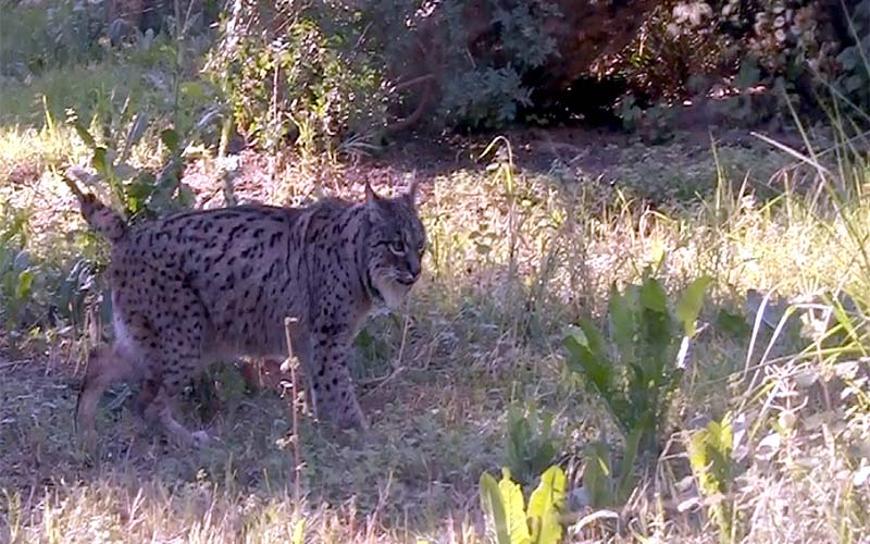 Saliega muere en Jerez: la hembra de lince ibérico “fundamental para revertir la crítica situación del felino más amenazado del planeta”
