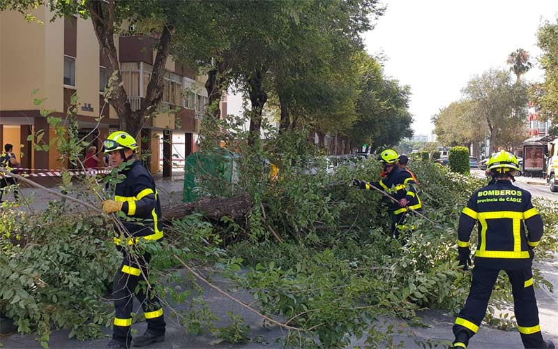 Cae un árbol en la avenida del Guadalquivir y hiere a dos mujeres
