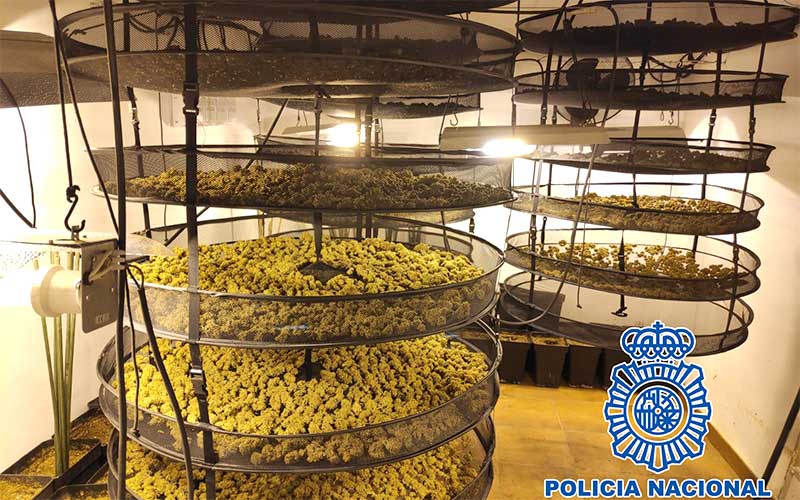 Desmanteladas dos plantaciones de marihuana en viviendas de Jerez