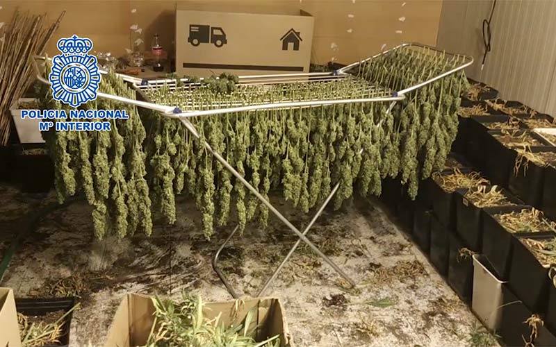 Una macroplantación de marihuana ‘oculta’ en una nave de Fadricas