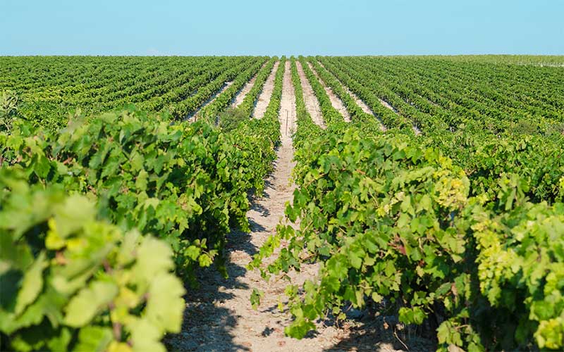 La vendimia en el Marco de Jerez promete altos niveles de calidad pero una caída de la cosecha; se irá extendiendo del interior a la costa