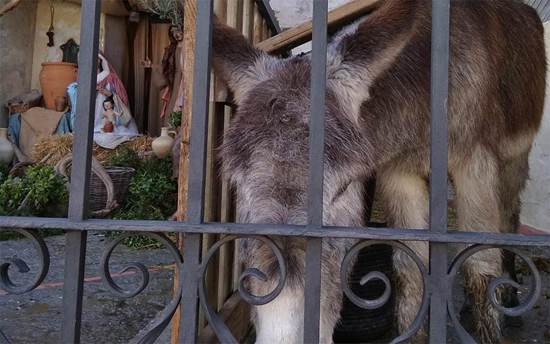 Un burro y ovejas bajo la lluvia en un Belén de El Puerto; Ecologistas denuncia “este nulo respeto hacia los animales en pleno siglo XXI”