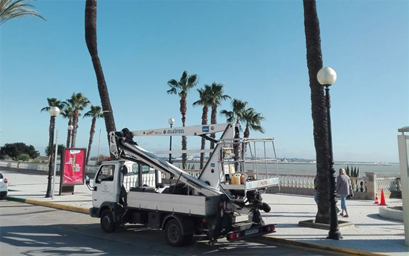 Parques y Jardines retira las palmeras en mal estado