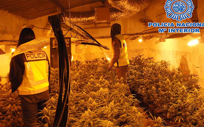 Desmantelada en el Pago del Humo una compleja plantación de marihuana oculta en el interior de una parcela abandonada