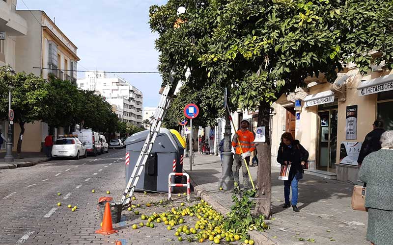 Retiradas hasta 480 toneladas de naranjas de las calles jerezanas