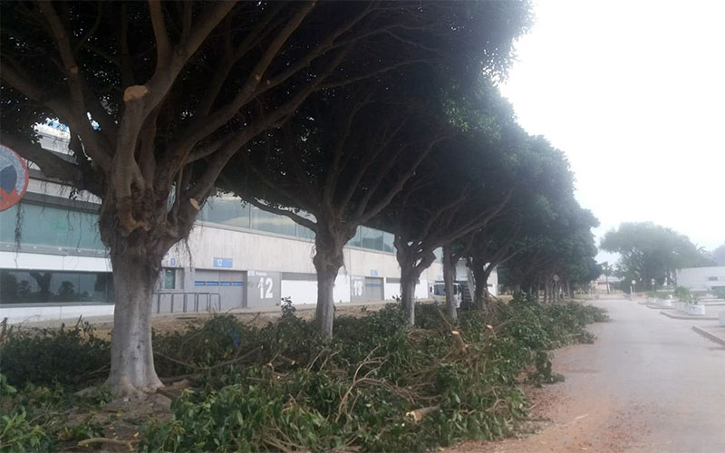 Ganemos exige al Gobierno jerezano erradicar “prácticas agresivas” como las podas indiscriminadas o el abuso del uso de fitosanitarios