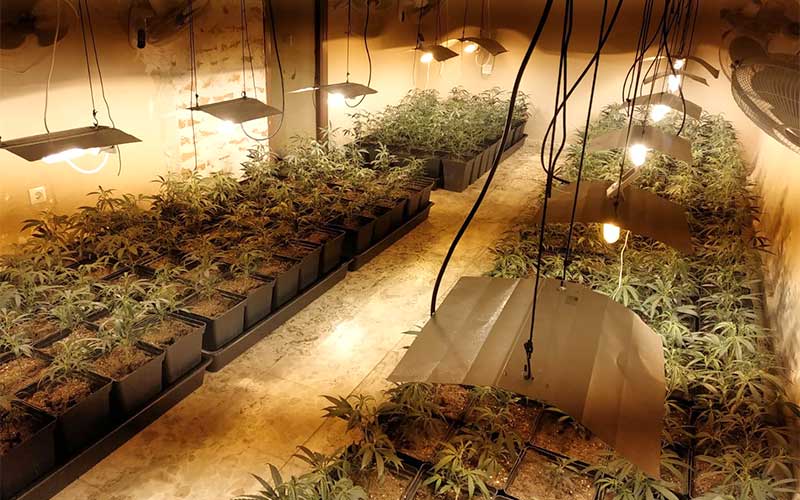 Estudian la posibilidad de aprovechar aparatos incautados en plantaciones de marihuana en Cádiz en colegios o centros de mayores