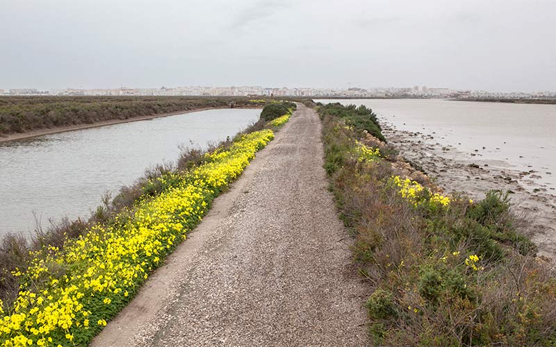 El sendero ciclopeatonal que unirá San Fernando y Chiclana a través del Parque Natural comenzará a hacerse realidad tras el verano