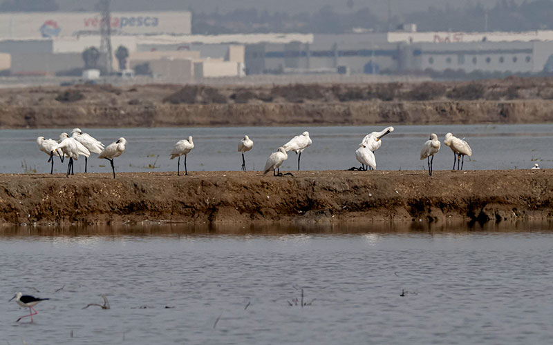 El Parque Natural Bahía de Cádiz podría ‘crecer’ un 141%: “es el momento de incorporar espacios colindantes de alto valor ecológico”