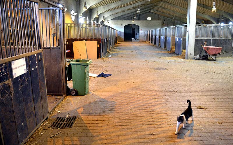 ‘Recuperadas’ las “abandonadas” instalaciones hípicas de Chapín