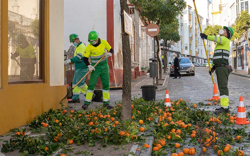 Tres meses para podar unos 1.500 naranjos por toda La Isla