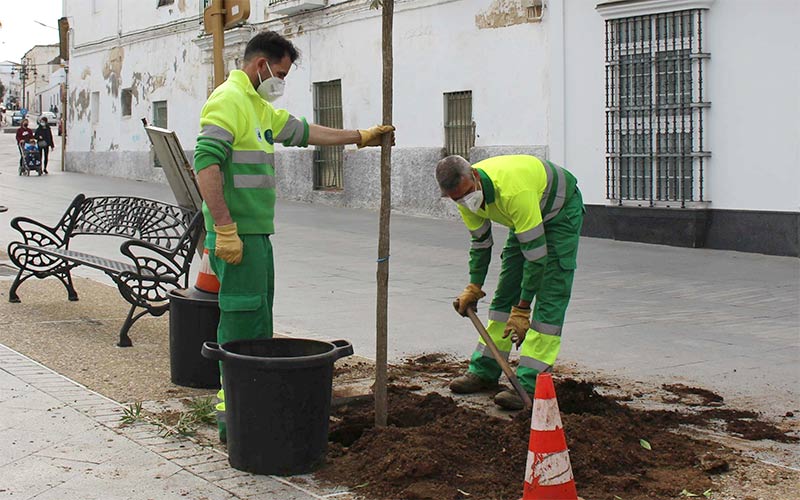 Las labores de reposición de arbolado en calles y plazas del centro de Chiclana se prolongarán todo el año, sobre todo tras el verano