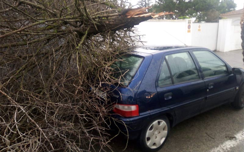 Más de una treintena de incidencias en Chiclana por la caída de árboles y ramas debido al viento y la lluvia de la madrugada