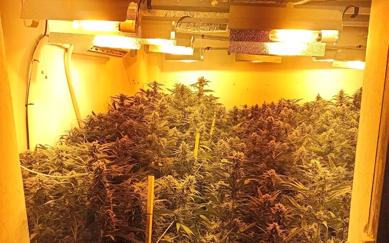 Desmantelada una plantación de marihuana habilitada en el interior de una nave ocupada ilegalmente en El Puerto