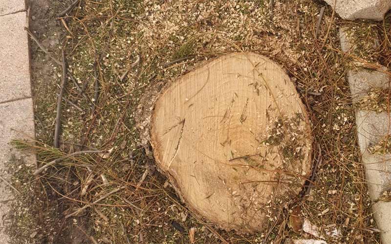 Documentan el “abandono” de las zonas verdes del Río San Pedro
