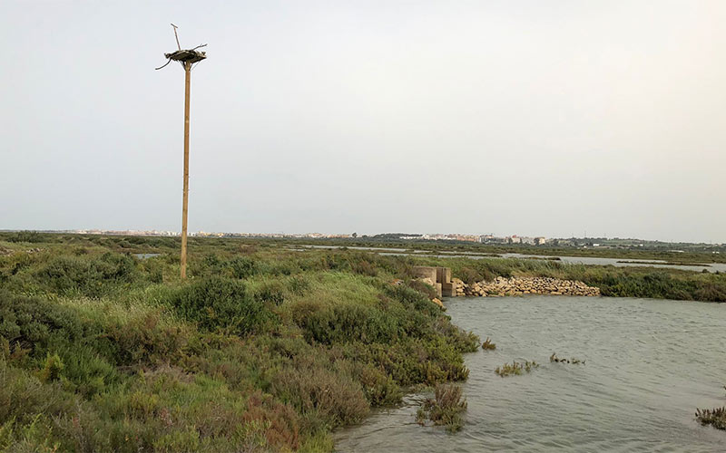 La recuperación del águila Pescadora ‘suma’ otro nido en la Bahía