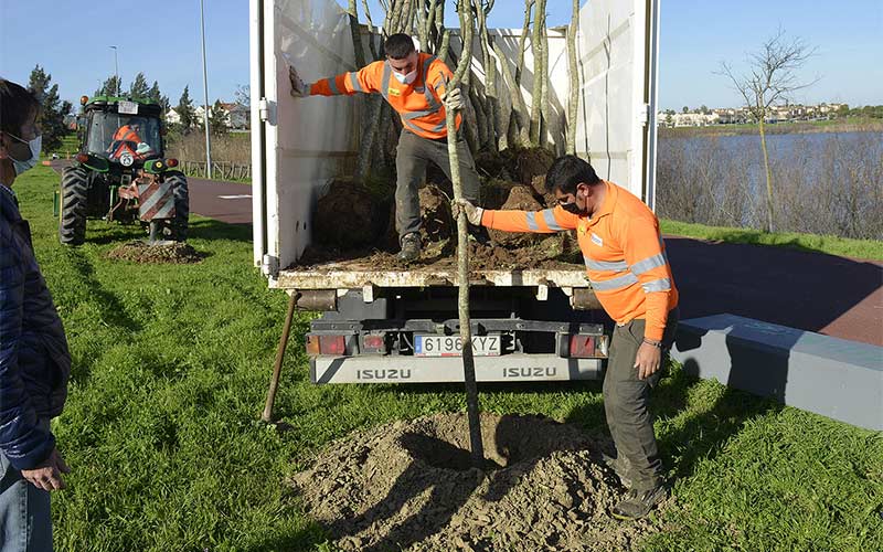 Alrededor de 5.000 nuevos árboles plantados por todo Jerez tras seis campañas municipales consecutivas