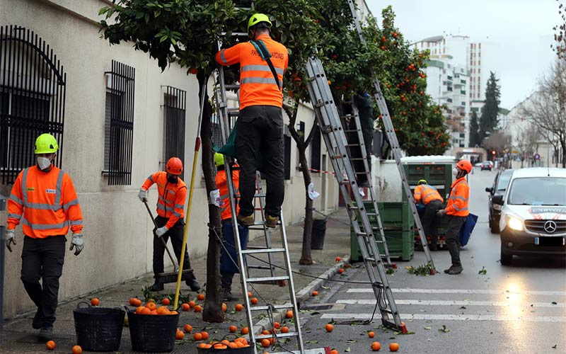 Retiradas más de 653 toneladas de naranjas de las calles de Jerez