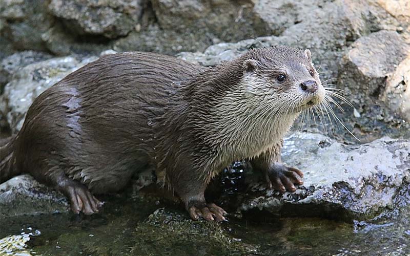 El Zoobotánico de Jerez ‘despide’ a su emblemática nutria Sara