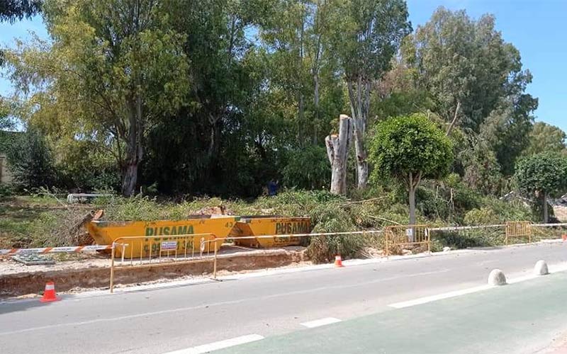 “Una y otra vez se cometen ‘arboricidios’ en Rota”