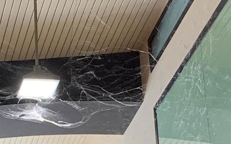 Reclaman más limpieza en el mercado de abastos de Chiclana: “la gente podría pensar que estamos en Halloween con tantas telarañas”