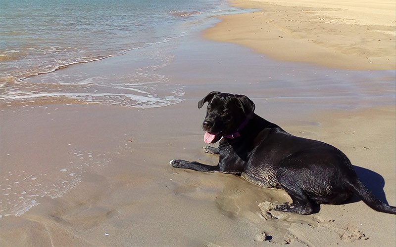 A pleno la posibilidad de habilitar una playa para perros en El Puerto