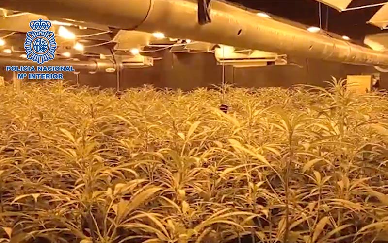 Casi a la vista de todos: la Policía desmantela en naves de concurridos polígonos industriales de la Bahía dos plantaciones de marihuana