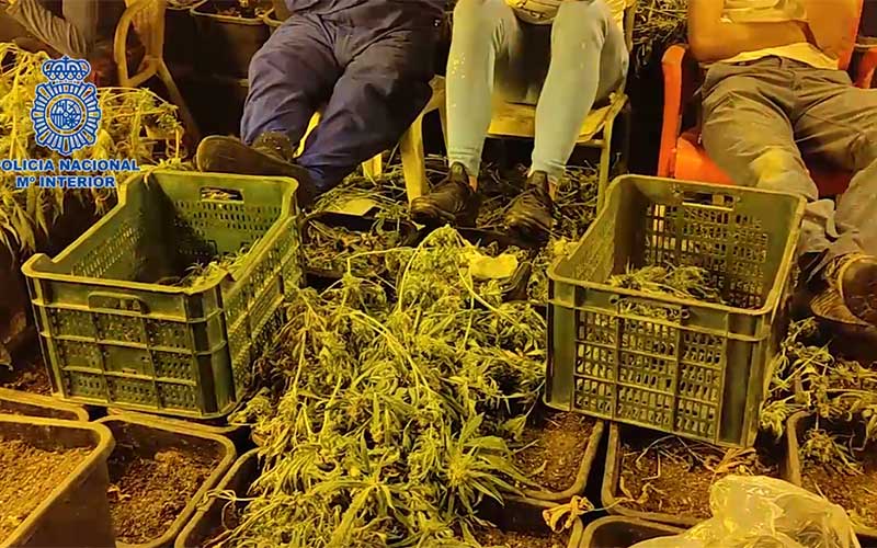 Desmantelada una “completa” y “amortizada” plantación de marihuana en una nave en Chiclana, y siete detenidos en plena recolección