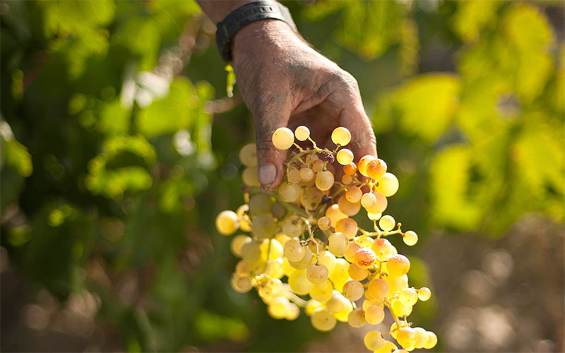La vendimia más temprana que se recuerda en el Marco de Jerez se cierra con un ligero aumento de la producción y una calidad excelente