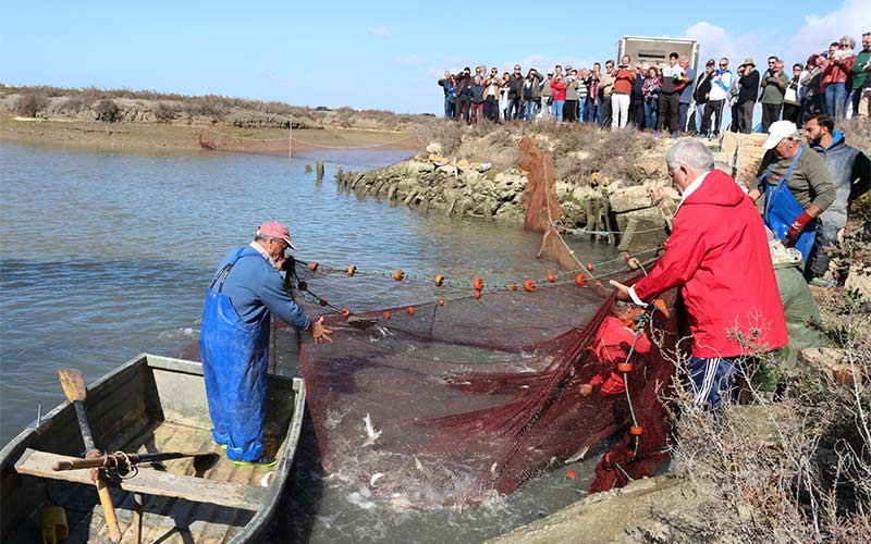 Un mes de ‘ruta de los esteros’ coordinada entre varios municipios de la Bahía para “reivindicar el sabor del pescado de estero tradicional”