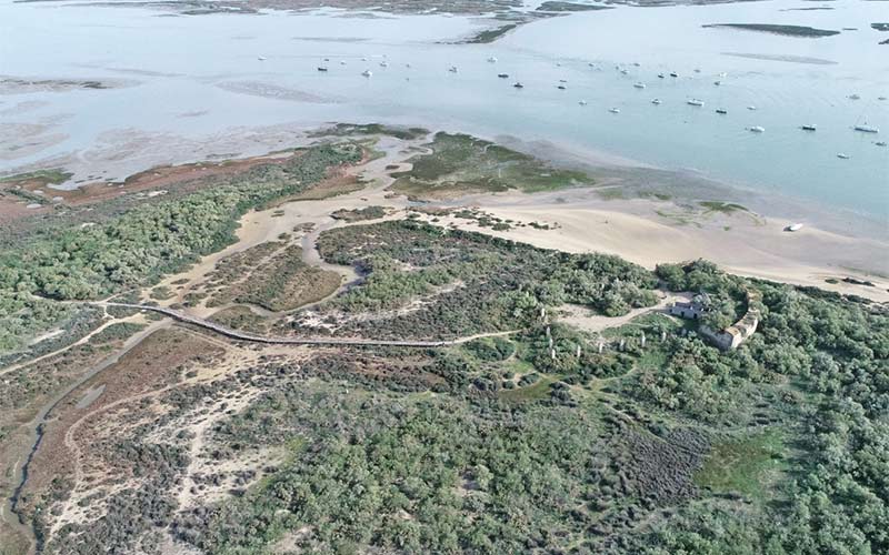 Una especie invasora de cactus amenaza la Punta del Boquerón