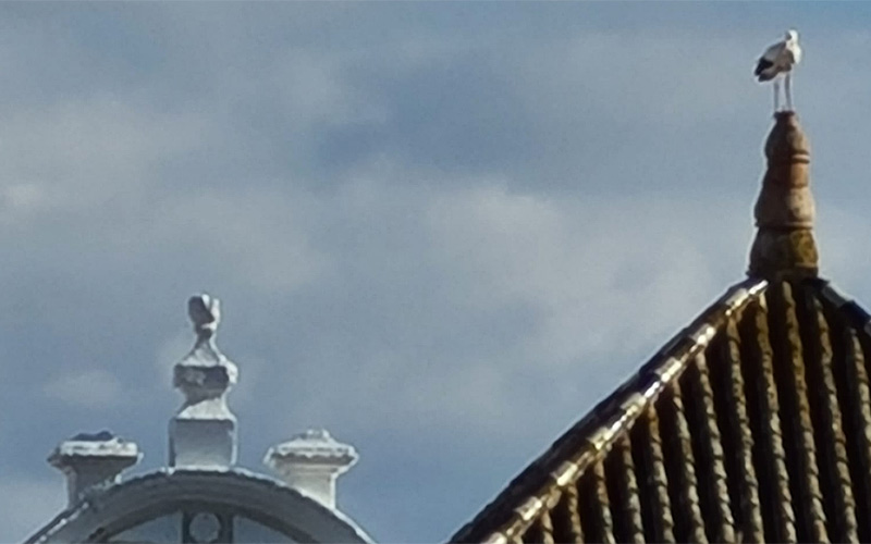 “Desahuciada” la cigüeña de la Iglesia del Carmen de La Isla