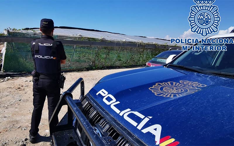 Desmantelado un invernadero en la zona rural de Rota con más de una tonelada de plantas de marihuana